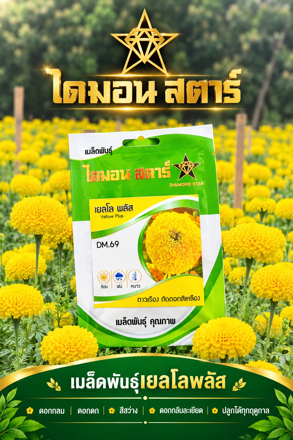 เมล็ดพันธุ์ดาวเรืองไดมอนด์สตาร์เยลโลพลัส