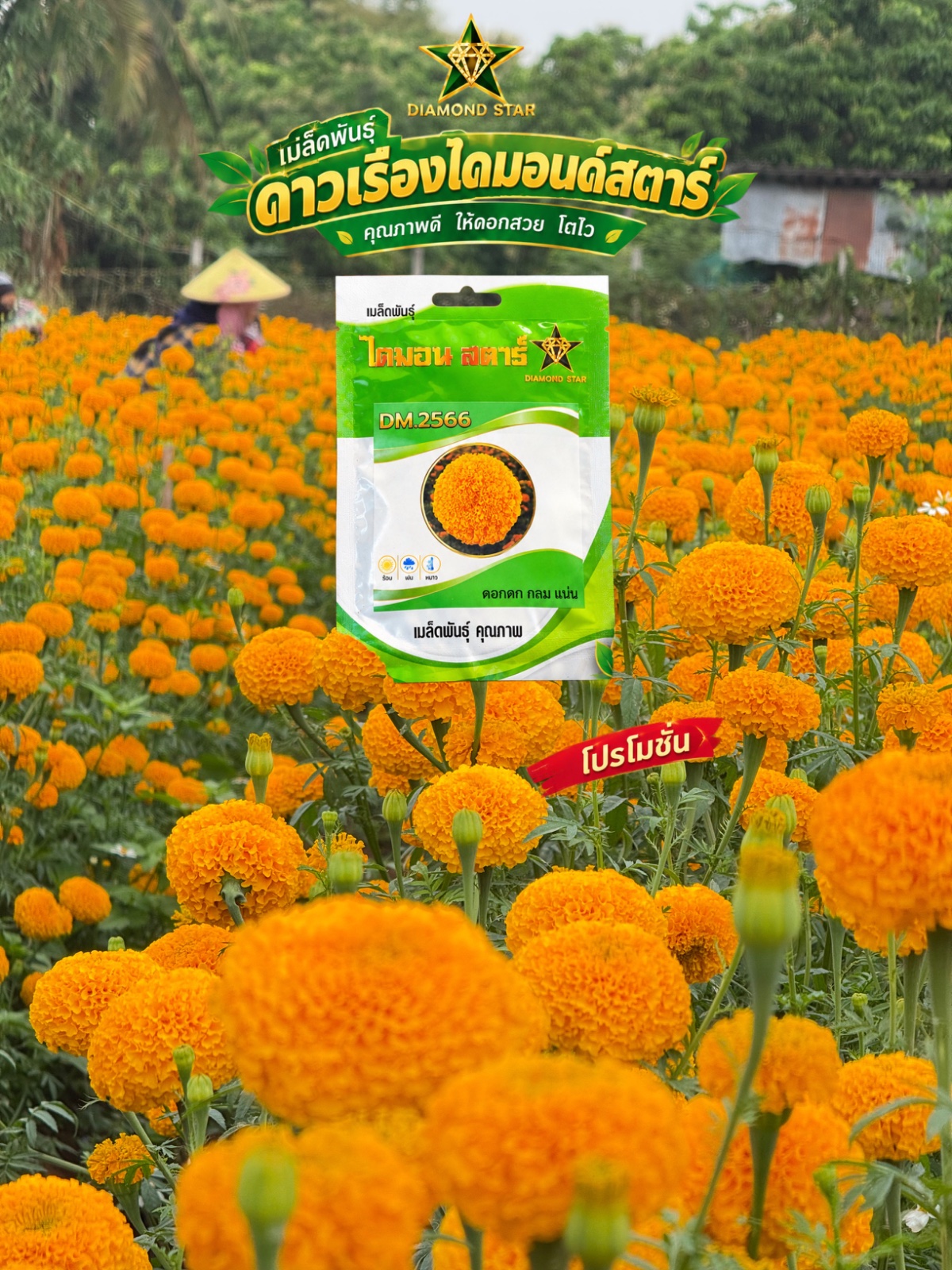เมล็ดพันธุ์ดาวเรืองระหัส 2666